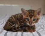 Stunning Toyger kittiens 
